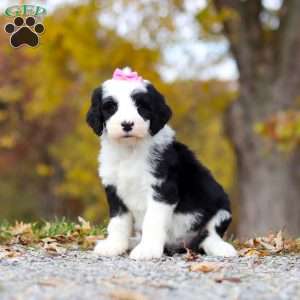 Eva, Sheepadoodle Puppy